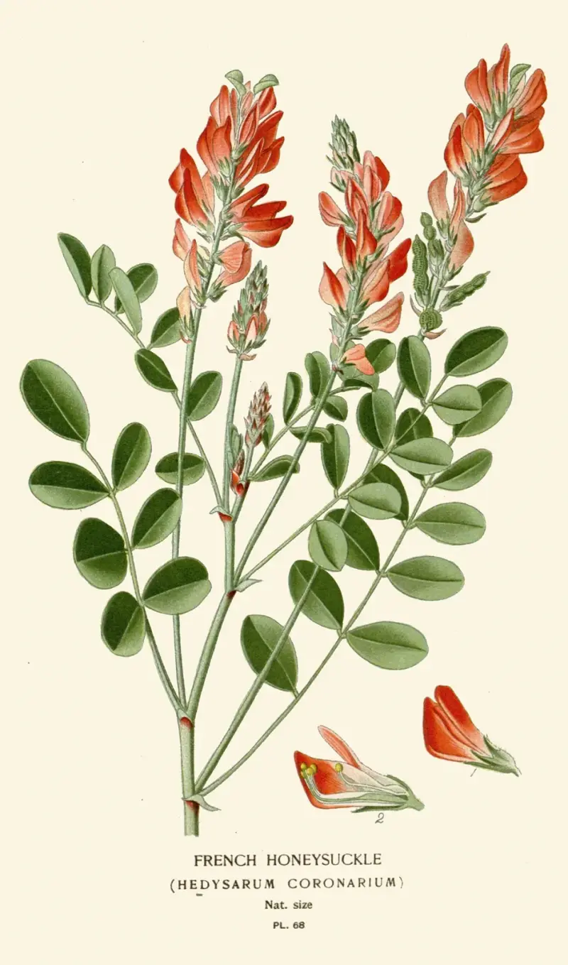 French Honeysuckle av Edward Step