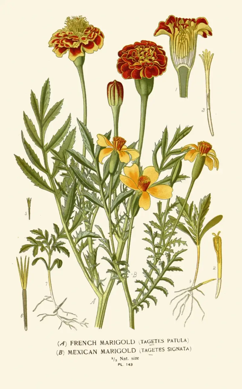 Fr French Marigold, Mexican Marigold av Edward Step