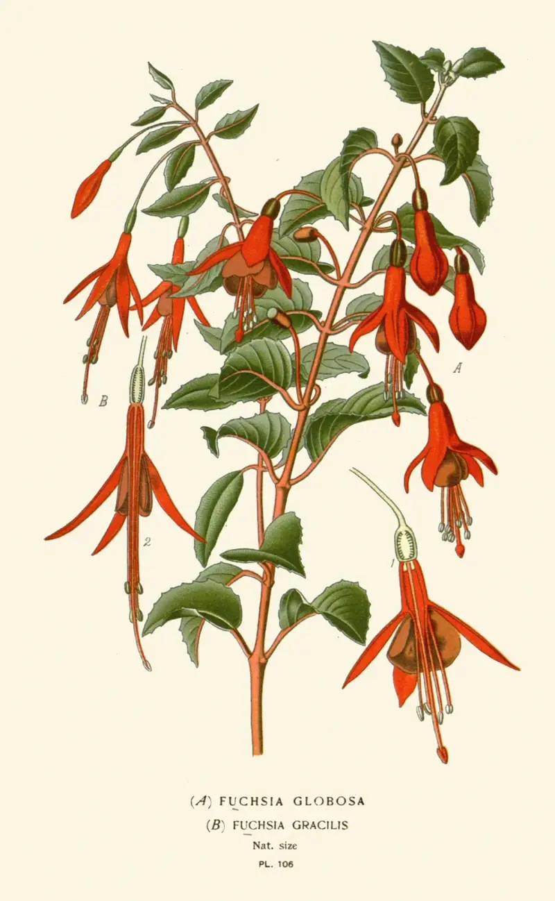 Fushia Globosa, Fuschia Gracilis av Edward Step