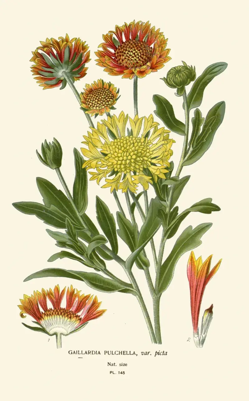 Gaillardia Pulchella av Edward Step