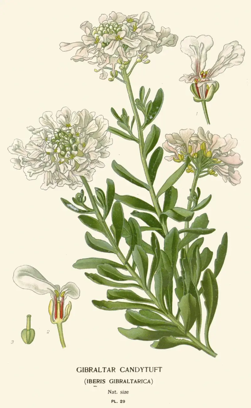 Gibraltar-Candytuft von Edward Step