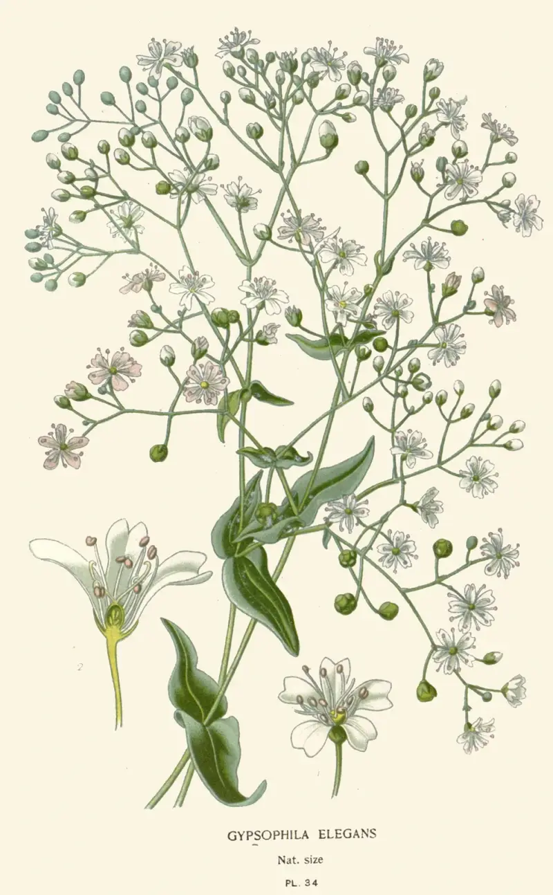 Gypsophila Elegans av Edward Step