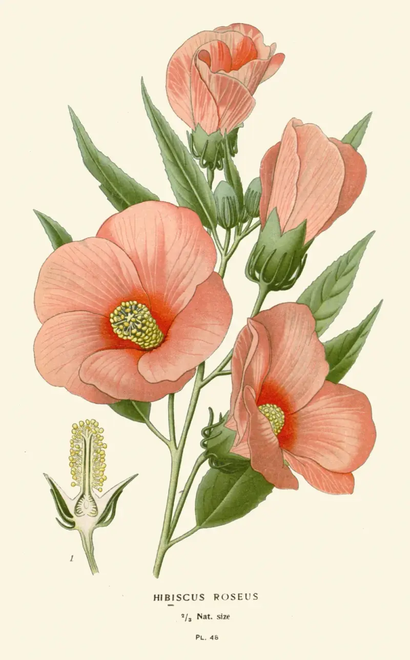 Hibiscus Roseus von Edward Step