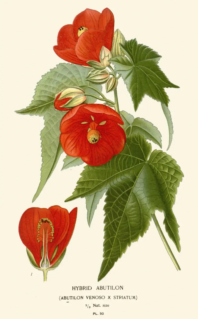 Hybrid Abutilon av Edward Step