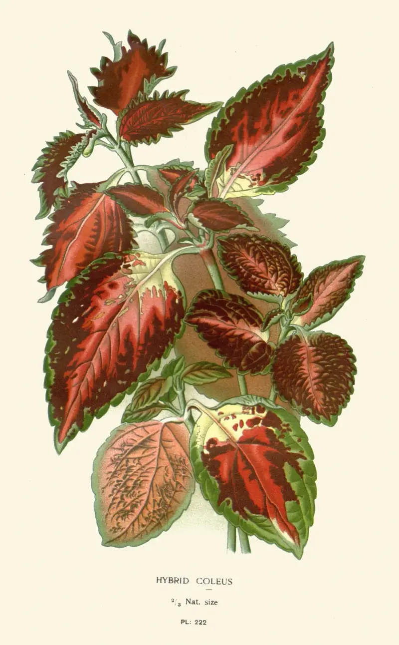 Hybridní coleus, Edward Step