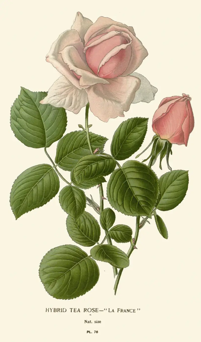 Hybrid Tea Rose – La France av Edward Step