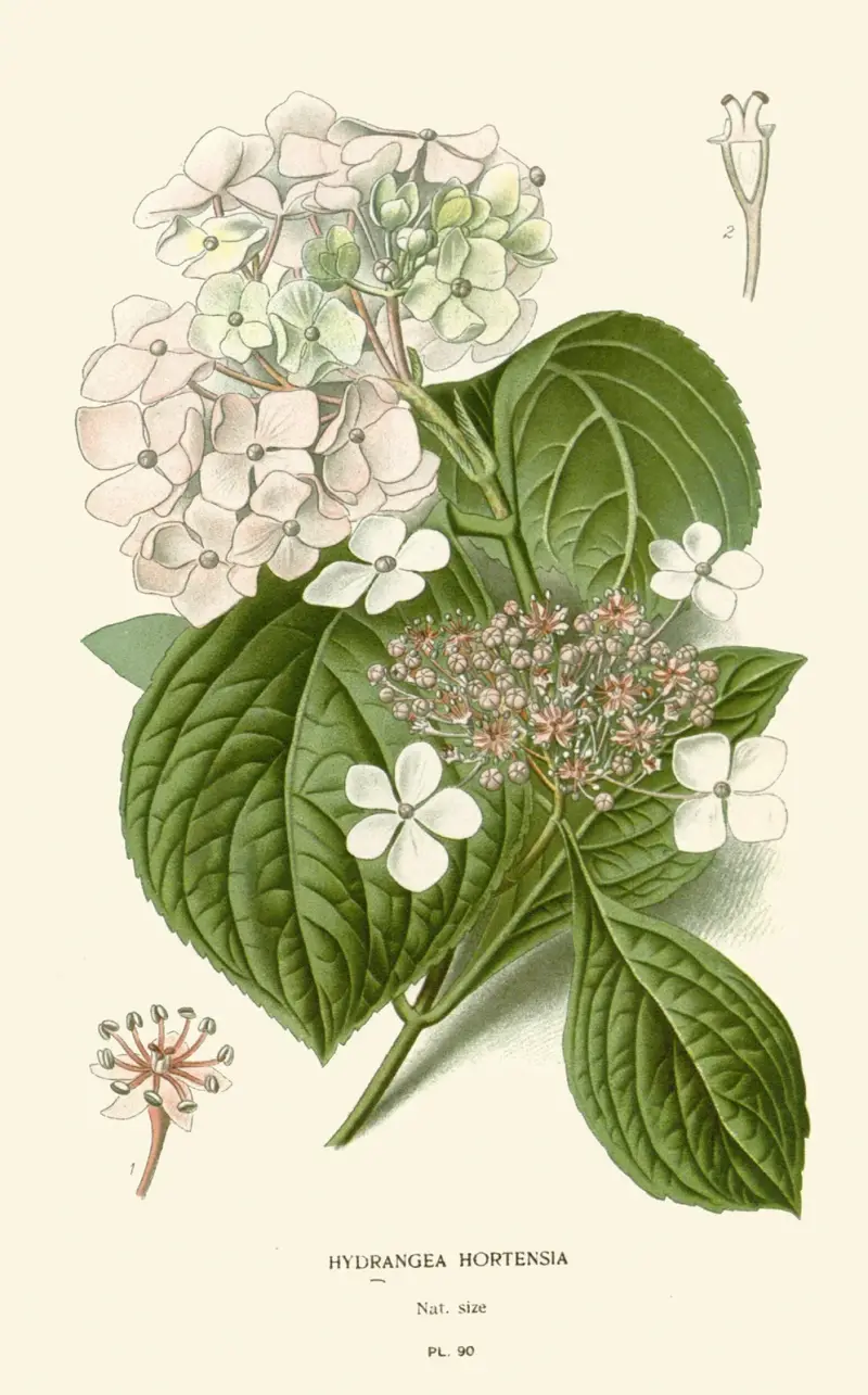 Hortensie, Edward Step