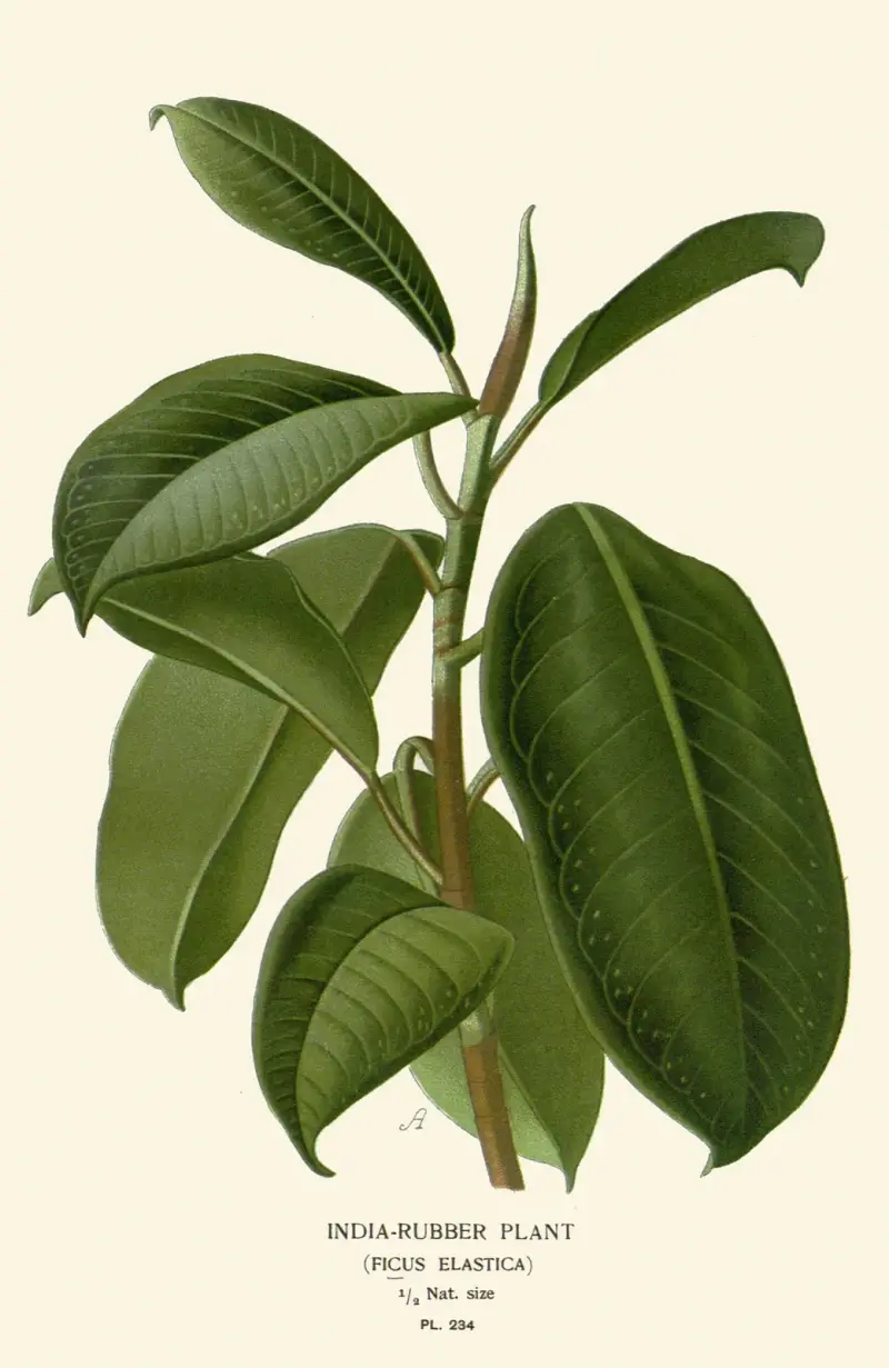 Gummibaum von Edward Step