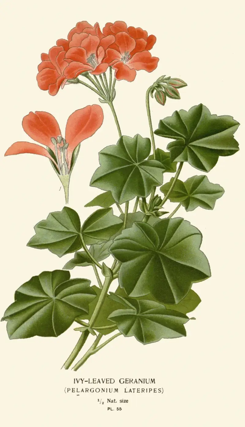 Efeublättriger Geranium von Edward Step