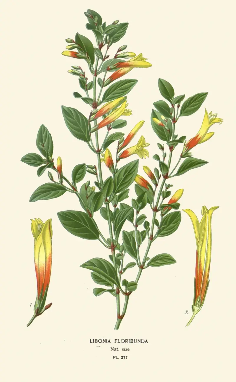 Libonia Floribunda von Edward Step