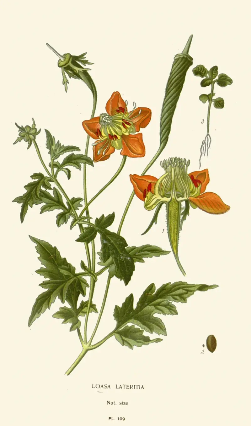 Loasa Lateritia von Edward Step