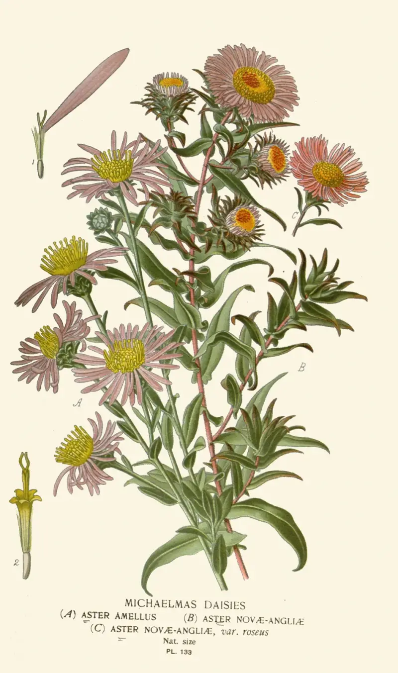 Michaelmas Daisies av Edward Step