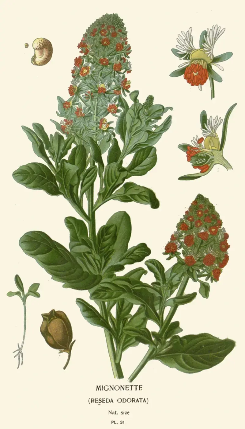 Reseda von Edward Step