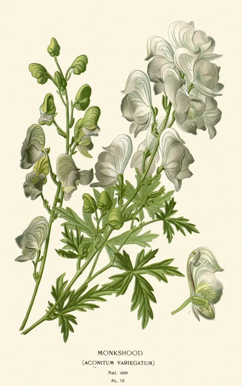 Blauer Eisenhut von Edward Step