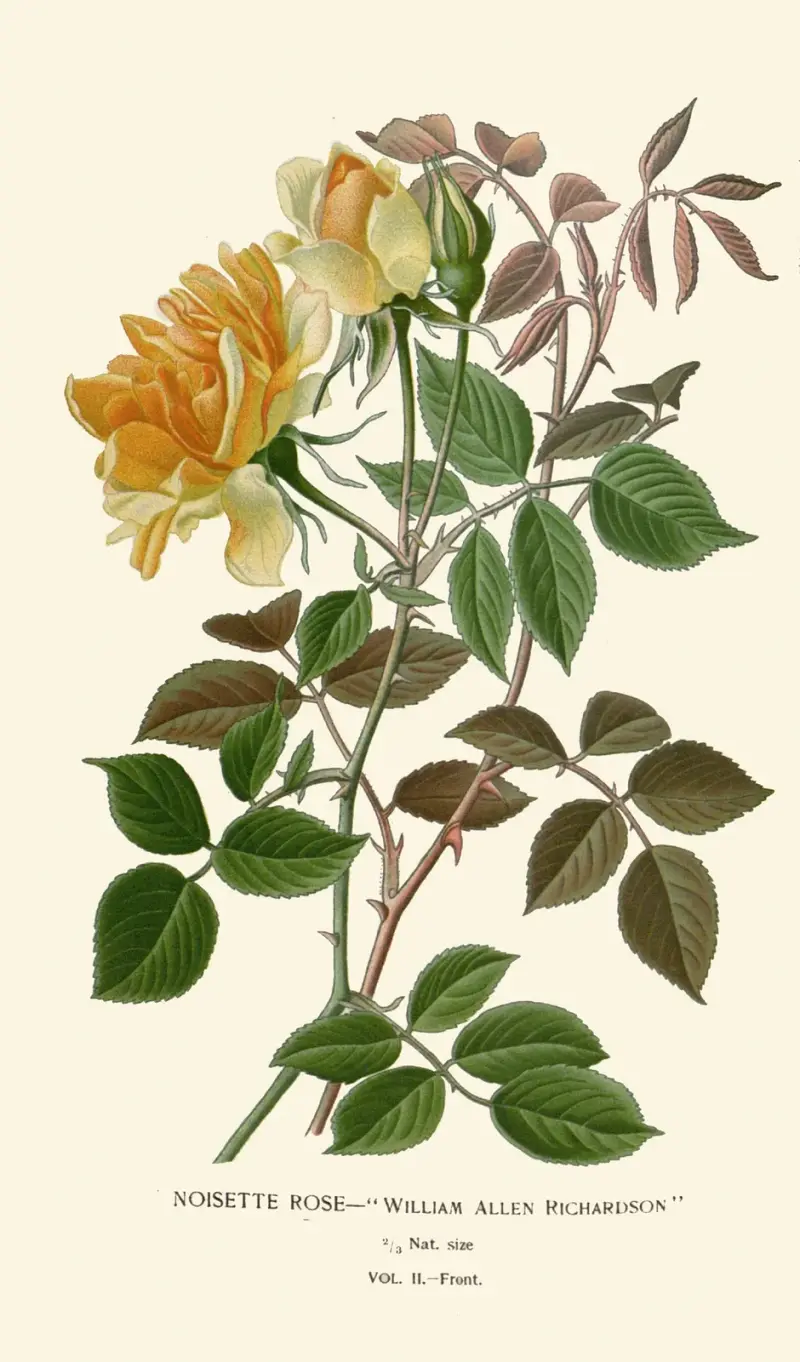 Róża Noisette, Edward Step
