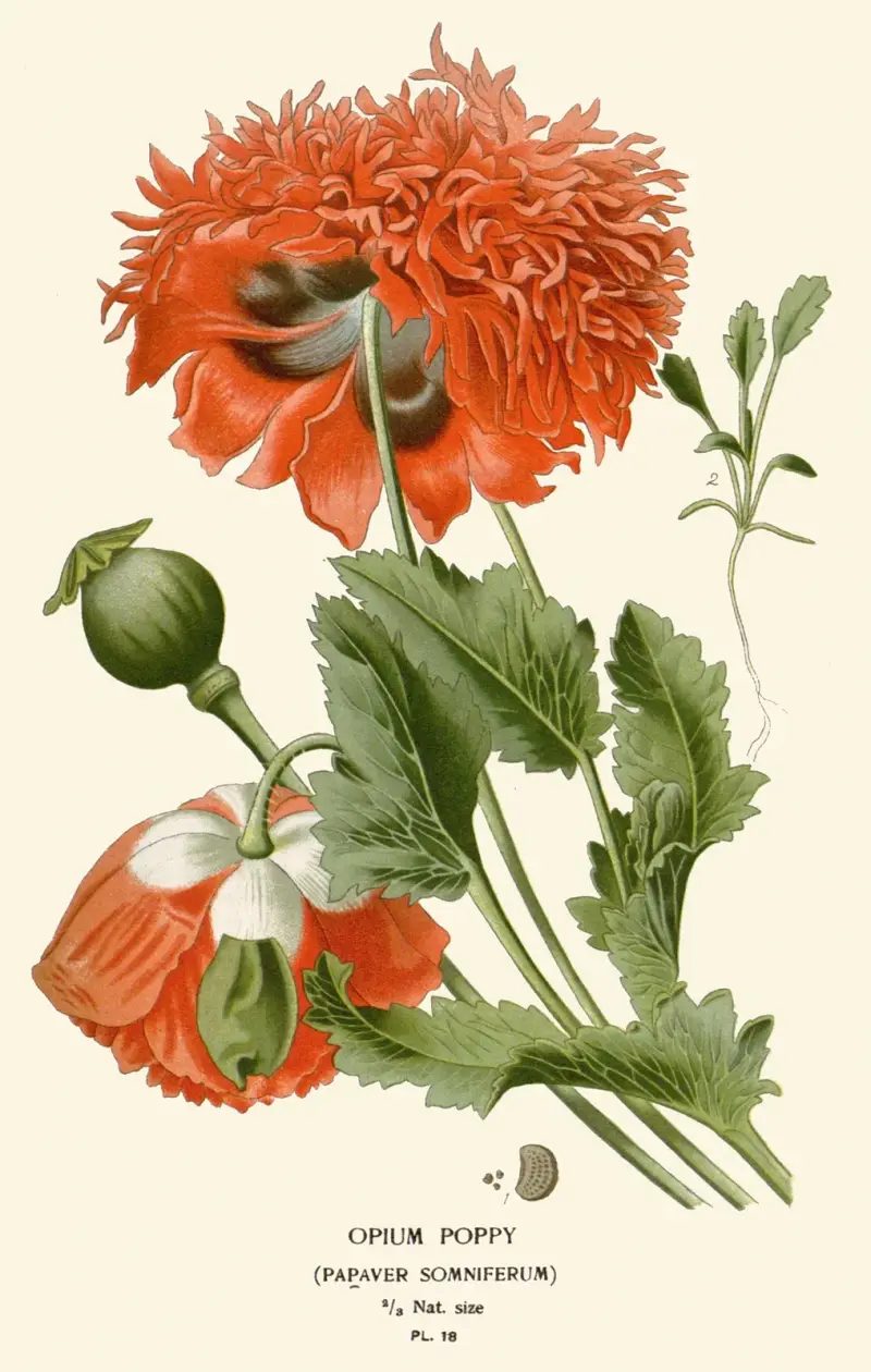 Opiummohn von Edward Step