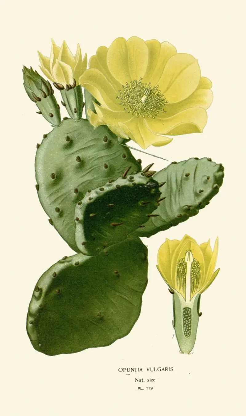 Opuntia Vulgaris av Edward Step