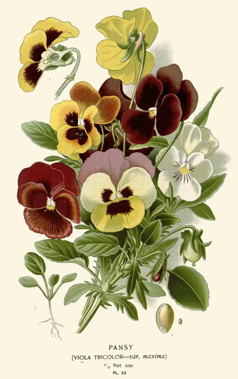 Stiefmütterchen von Edward Step