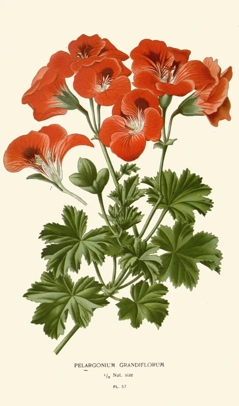Pelargonium Grandiflorum av Edward Step