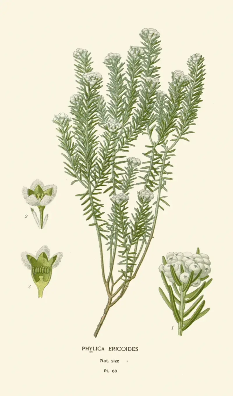 Phylica Ericoides av Edward Step