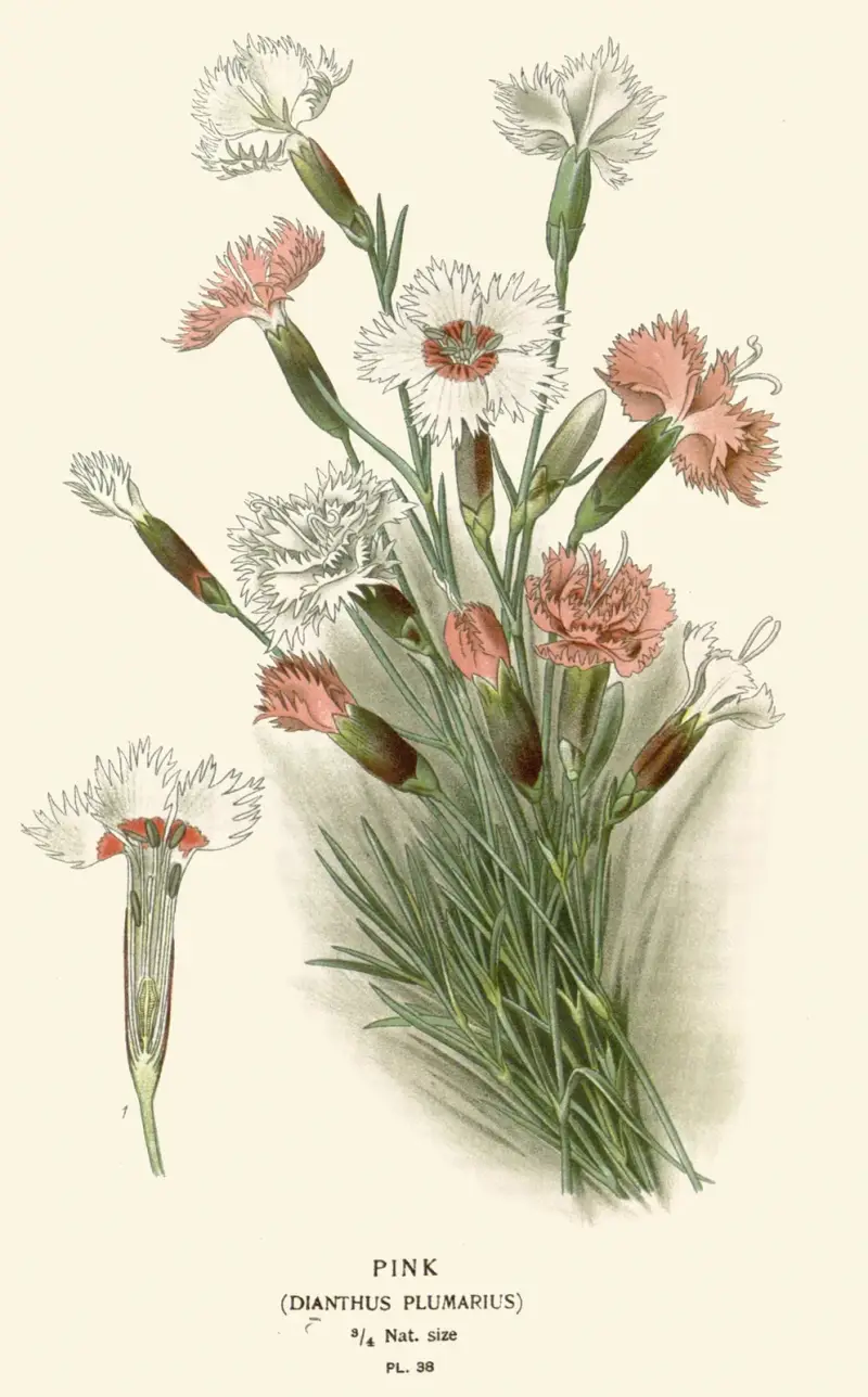 Nelke von Edward Step