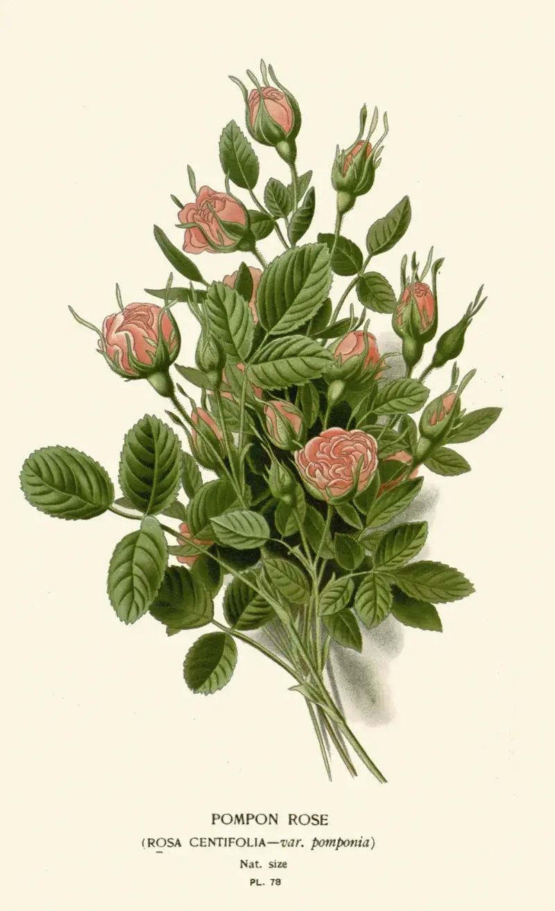 Pompon-Rose von Edward Step