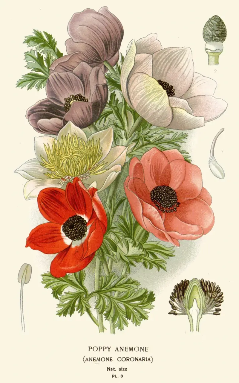 Japanische Anemone von Edward Step