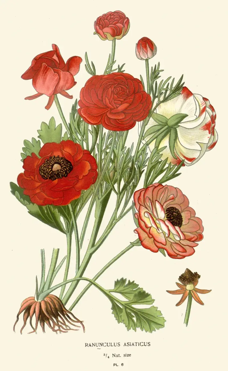 Ranunculus Asiaticus av Edward Step