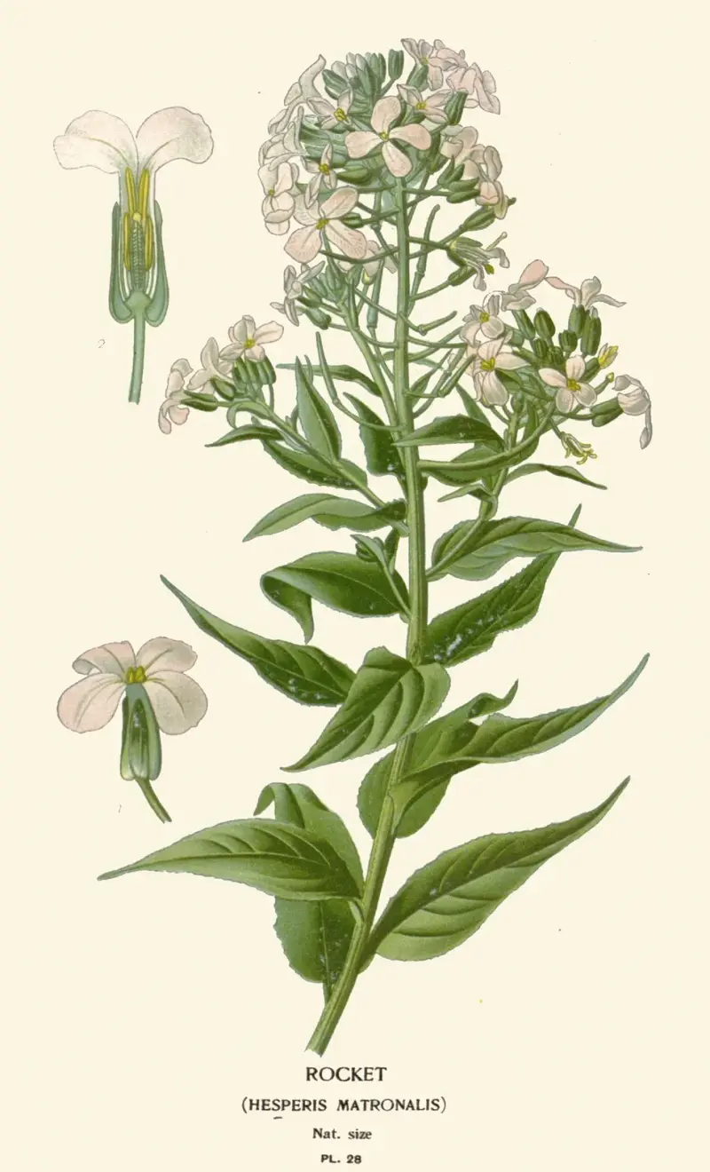 Rauke von Edward Step