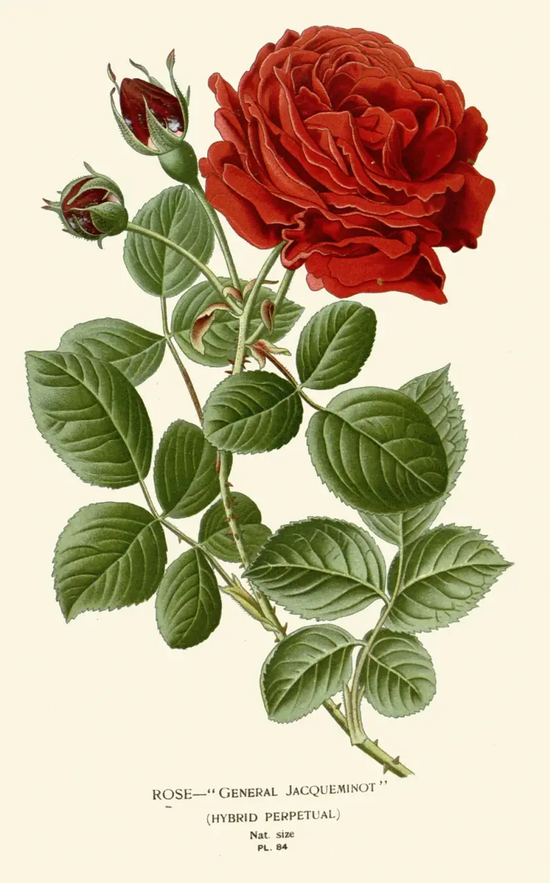 Růže – General Jacqueminot, Edward Step