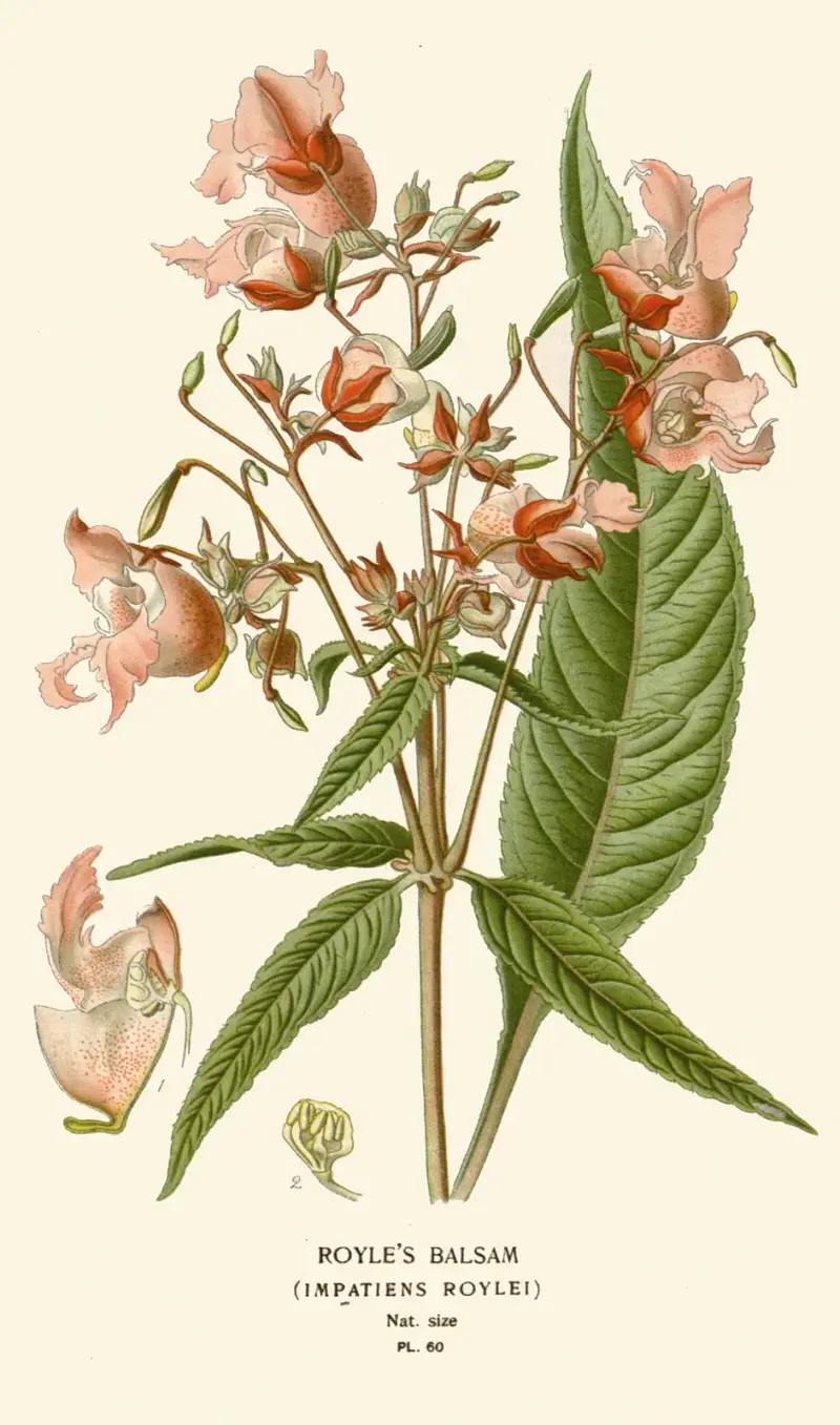 Royle's Balsam von Edward Step