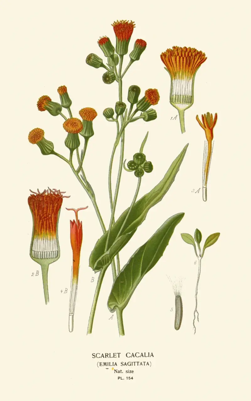 Scharlachrote Cacalia von Edward Step