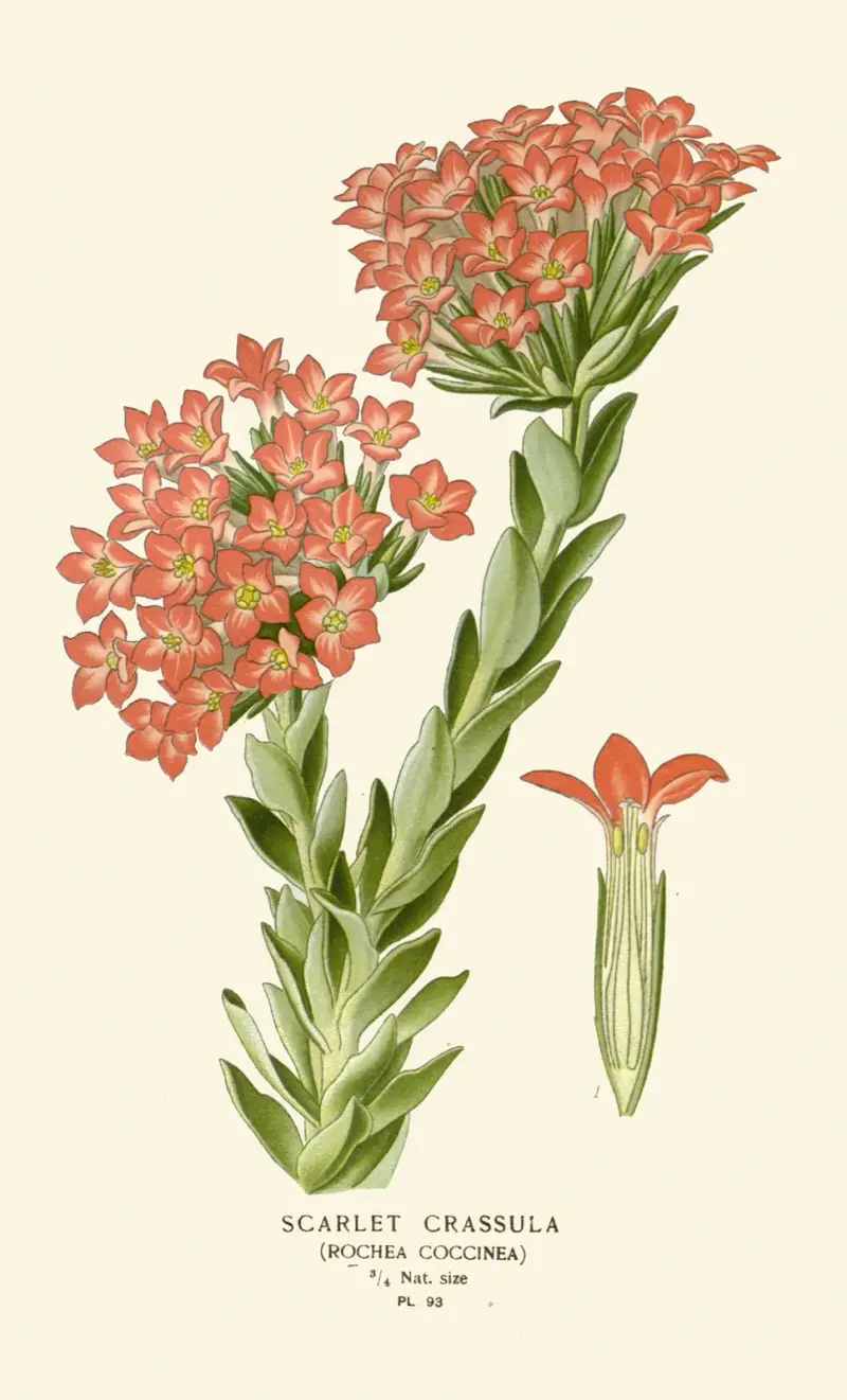 Scharlachrote Dickblatt von Edward Step