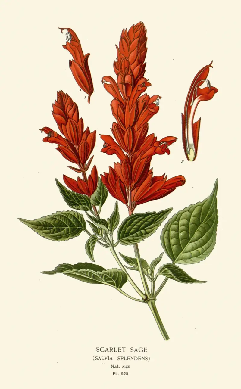 Scharlakanssalvia von Edward Step