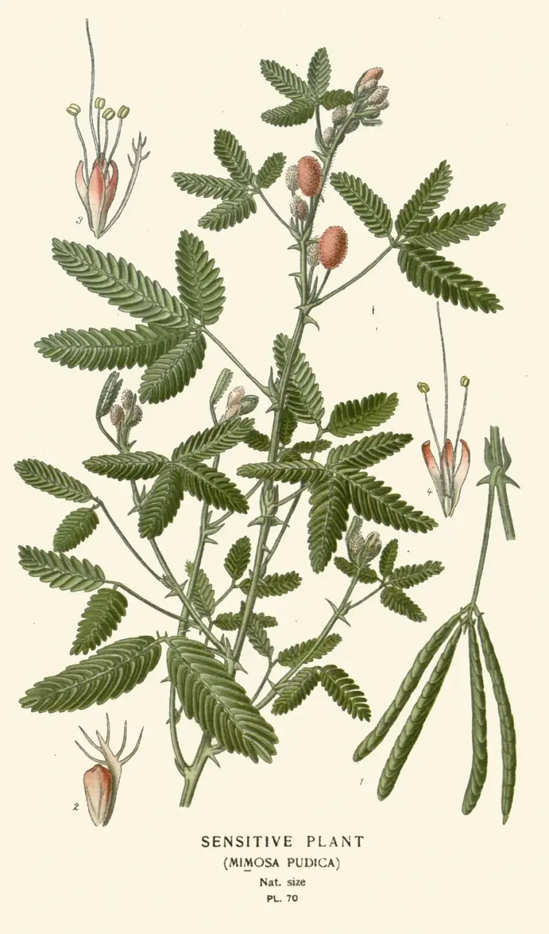 Mimosa av Edward Step