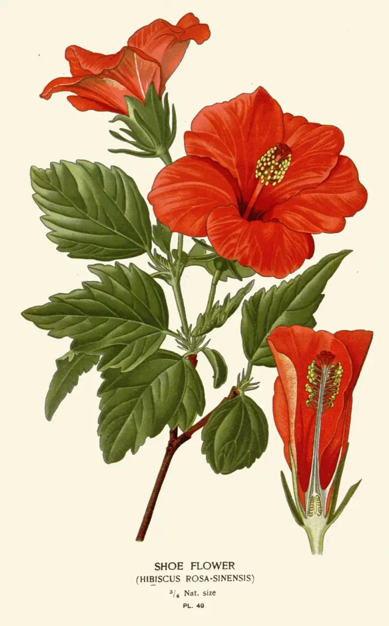 Schuhblume, 1896 – Nr. 2 von Edward Step