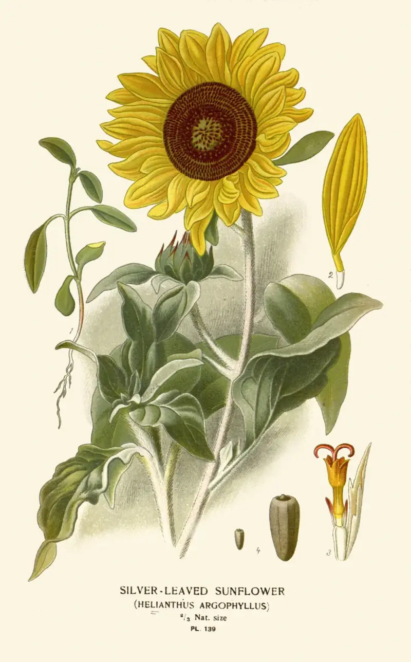 Silberblättrige Sonnenblume von Edward Step