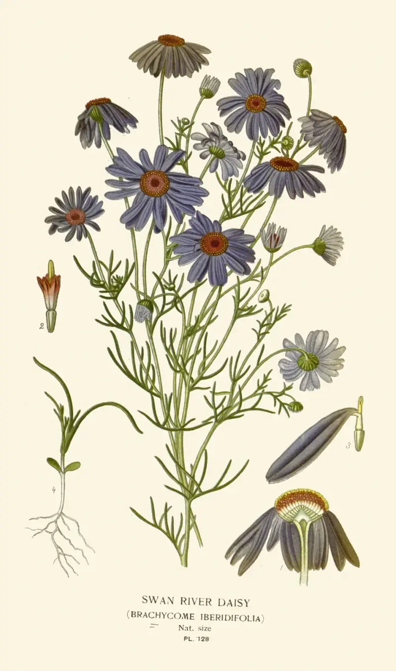 Swan River Daisy von Edward Step