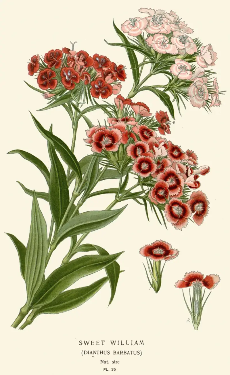 Büschelnelke von Edward Step