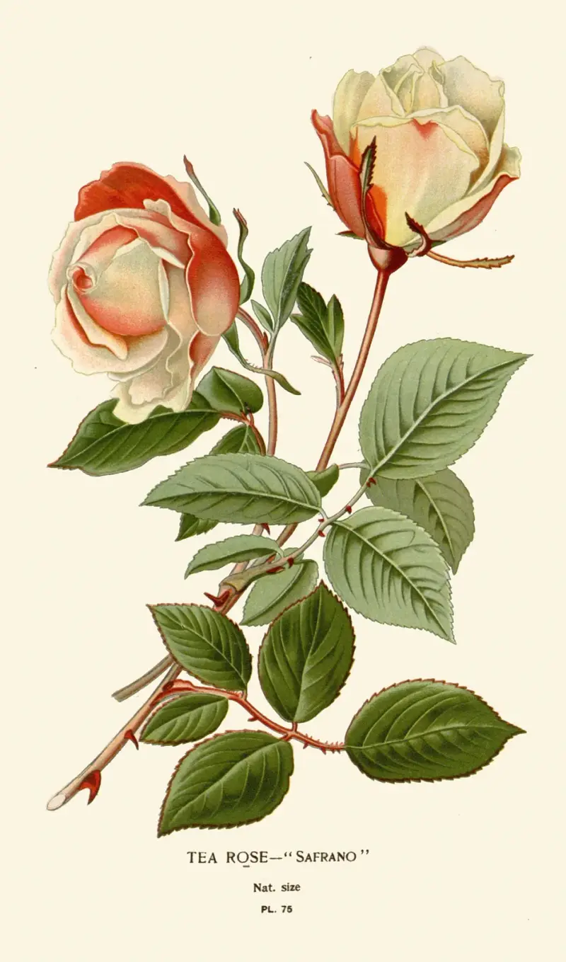Tea Rose – Safrano av Edward Step