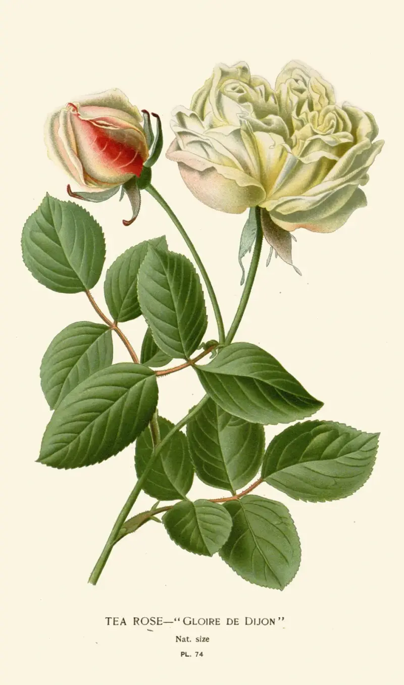 Tee-Rose von Edward Step