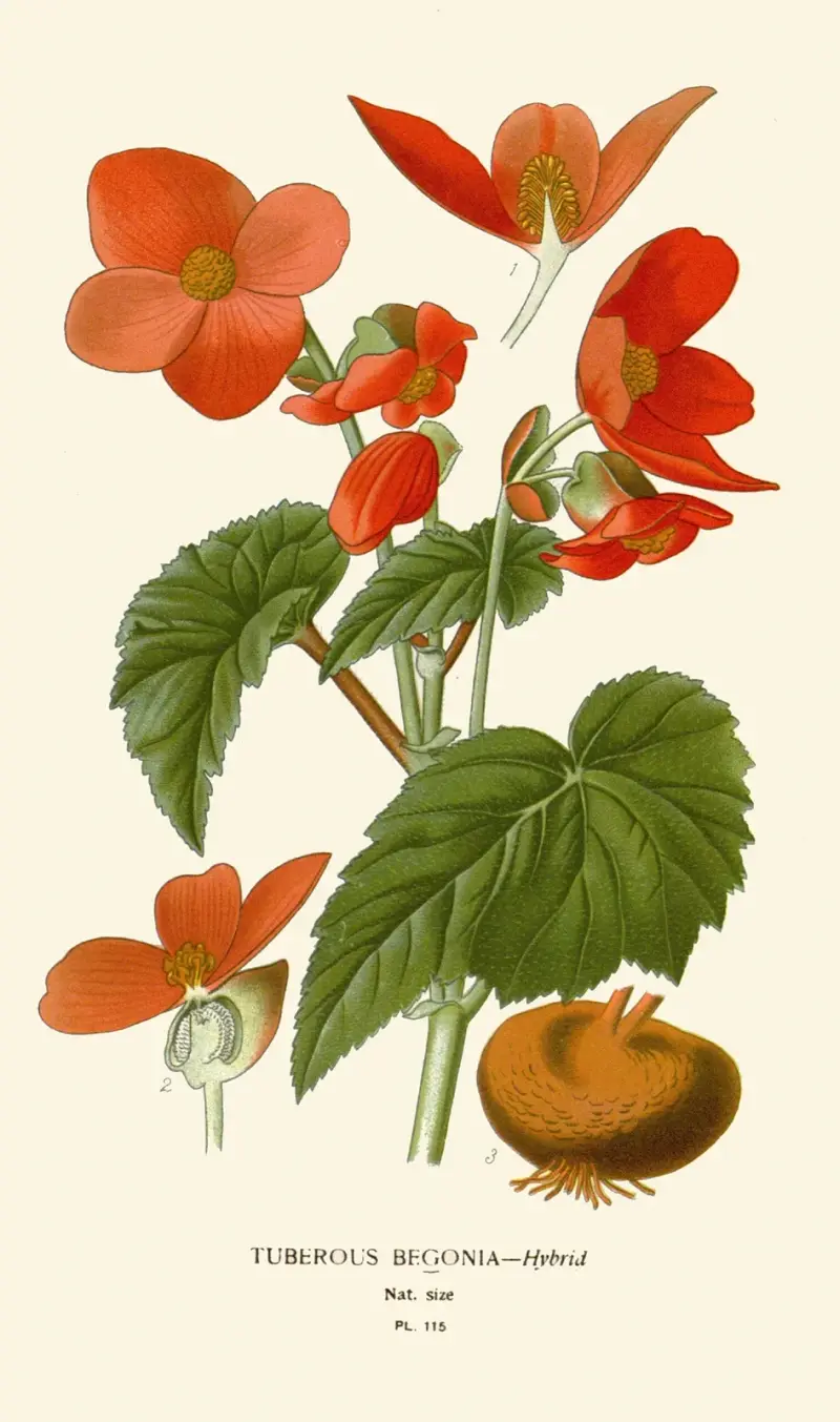 Knollenbegonie von Edward Step