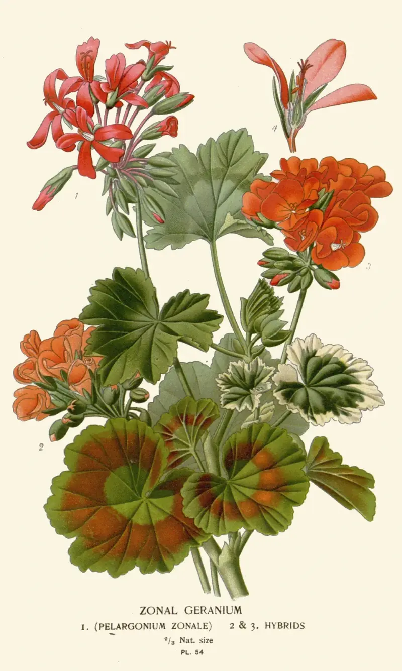 Zonal Geranium von Edward Step