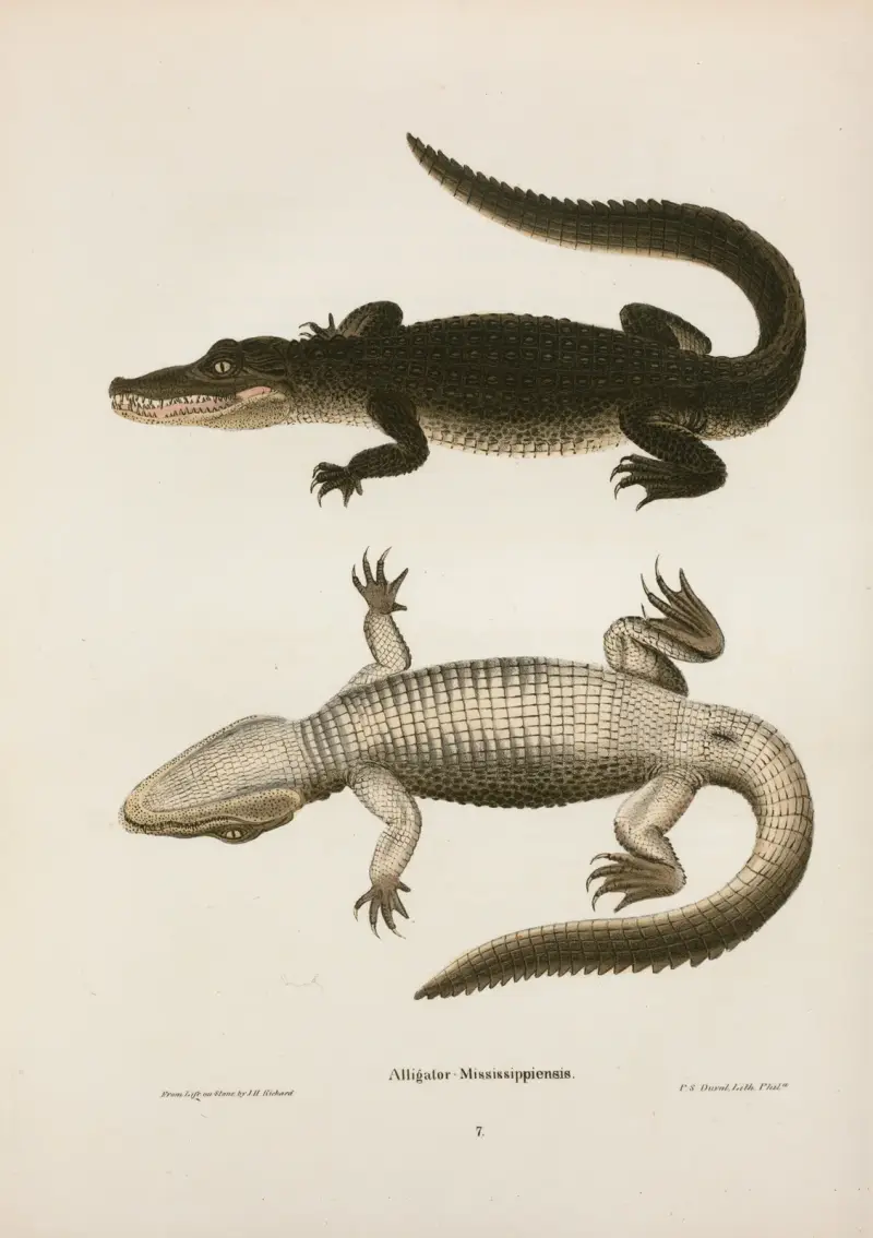 Alligator Mississippiensis. av John Edwards Holbrook
