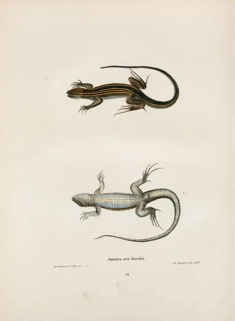 Ameiva sex-lineata. av John Edwards Holbrook