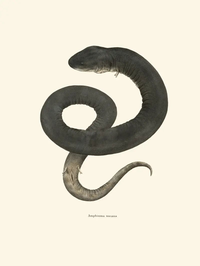 Amphiuma means av John Edwards Holbrook