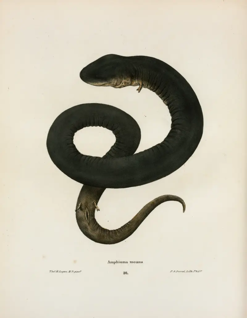 Amphiuma means av John Edwards Holbrook