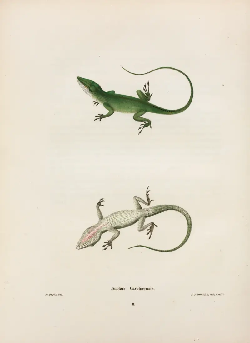 Anolius Carolinensis. av John Edwards Holbrook