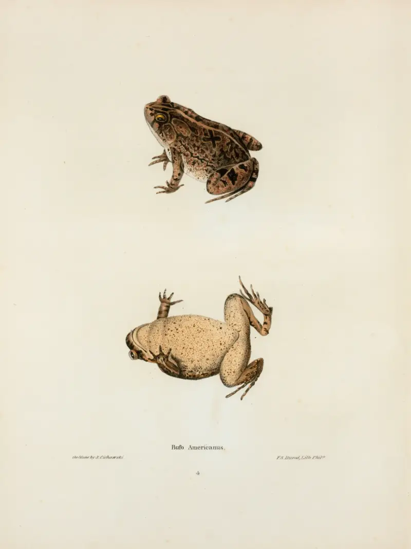 Bufo Americanus, John Edwards Holbrook