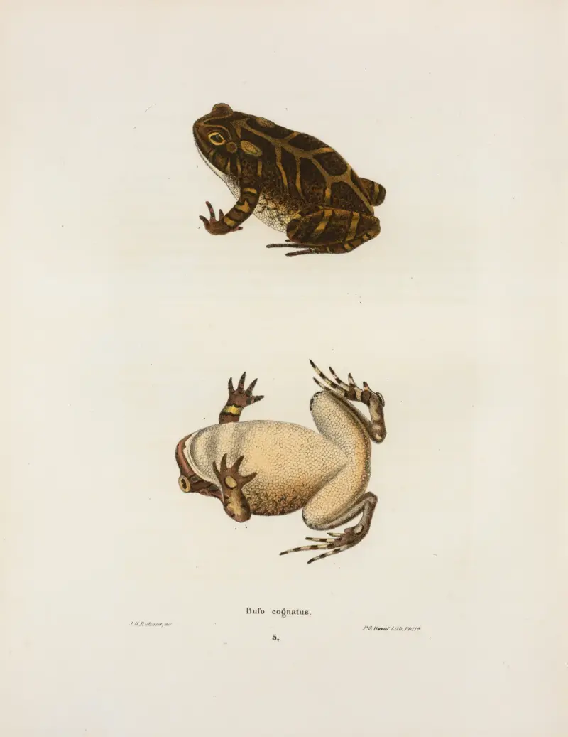 Bufo cognatus von John Edwards Holbrook